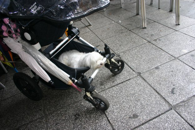 18012 perrito-en-antxo-2014