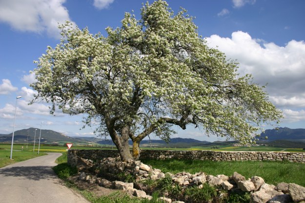 26008 arbol-en-flor-metauten-2015