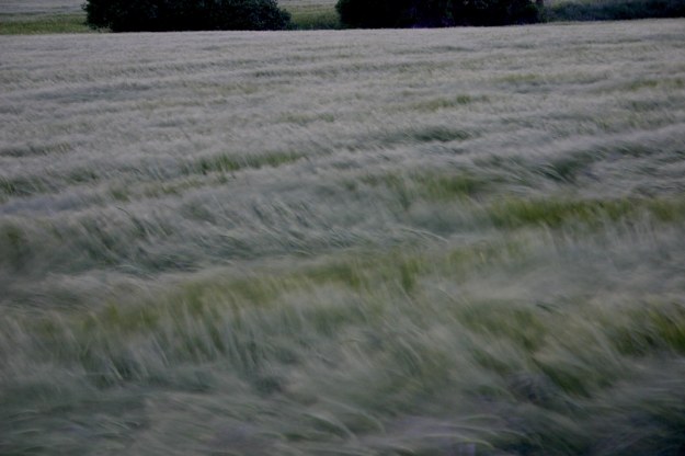 26022 ollogoyen-20015