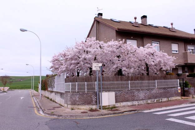 Primavera 2016- baja