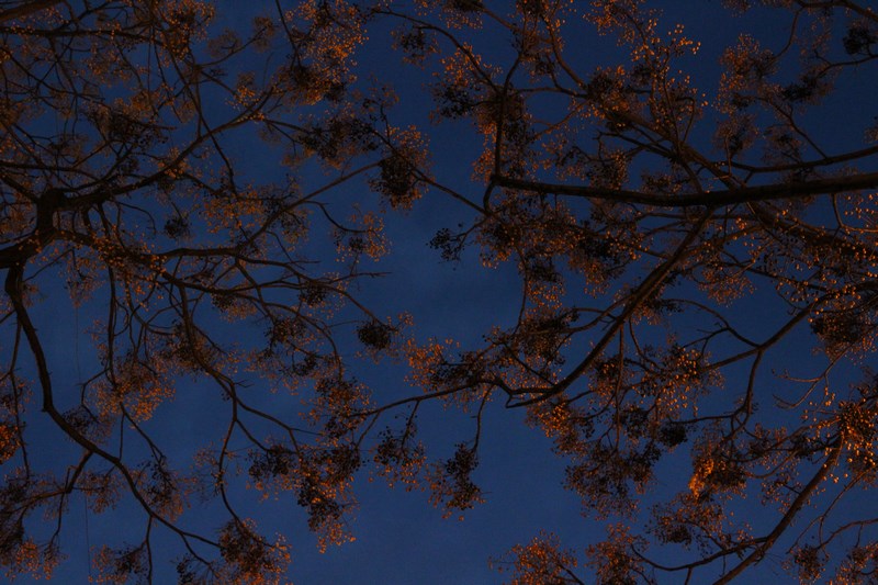 Valencia 2016 (29) (Copiar)