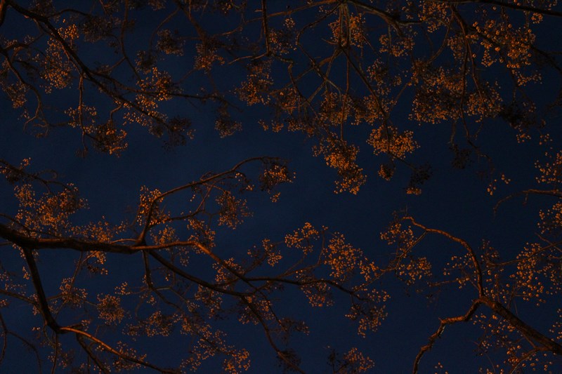 Valencia 2016 (30) (Copiar)