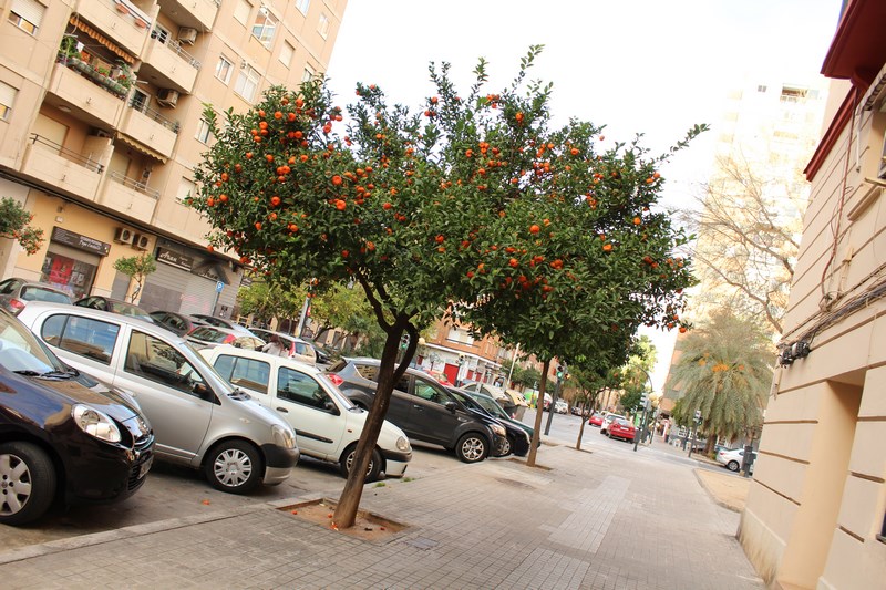 Valencia 2016 (36) (Copiar)