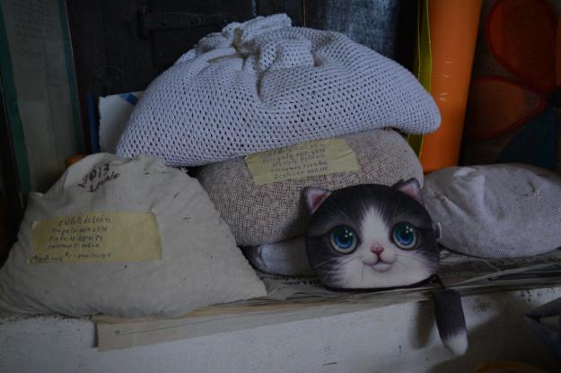 gatito-baja-2016