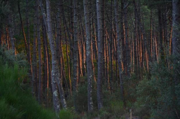 las-landas1-2016-baja