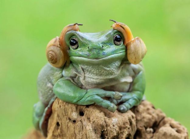 c671795063b2c50835db17e8c807ae6b--carrie-fisher-cute-frog