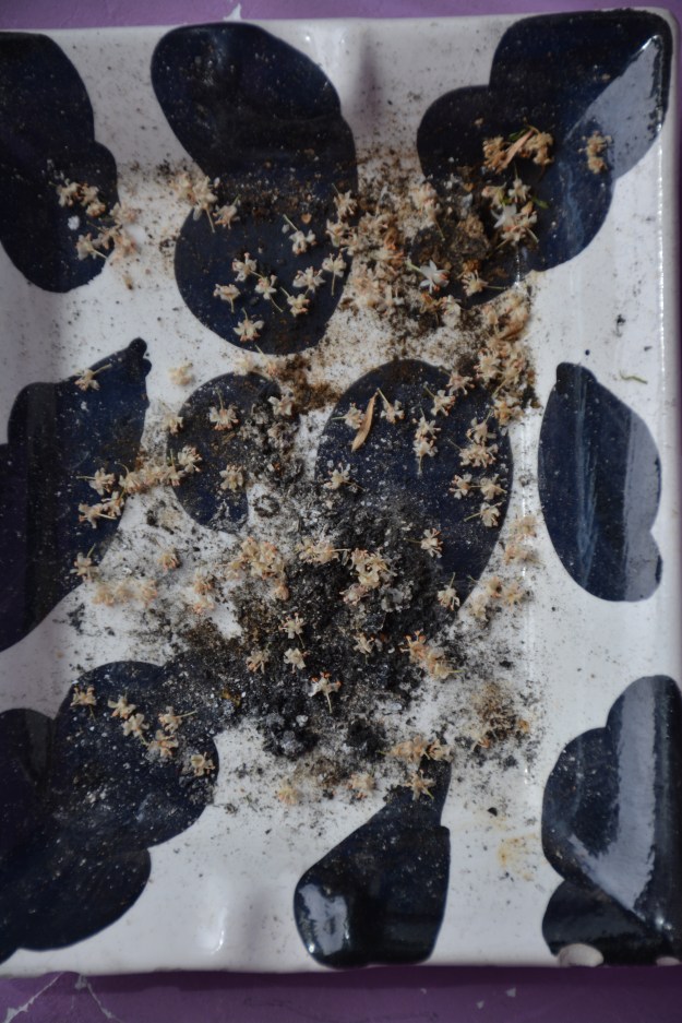 cenicero semillas1 (1)