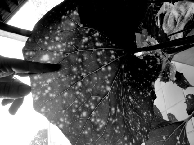 Hoja en blanco y negro