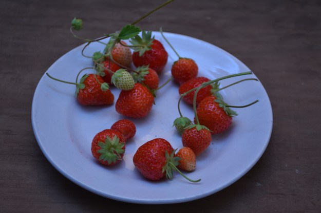 fresas azuladas 2017