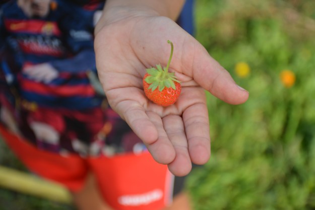 fresita en mano de eder